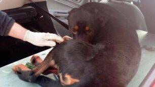 Cesano Maderno, il cane soccorso in via Trieste
