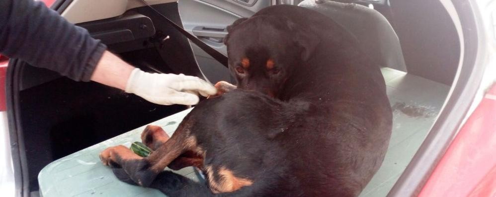 Cesano Maderno, il cane soccorso in via Trieste