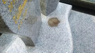 Una delle tombe profanate al cimitero di San Bernardo