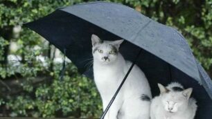 Meglio portarsi l’ombrello