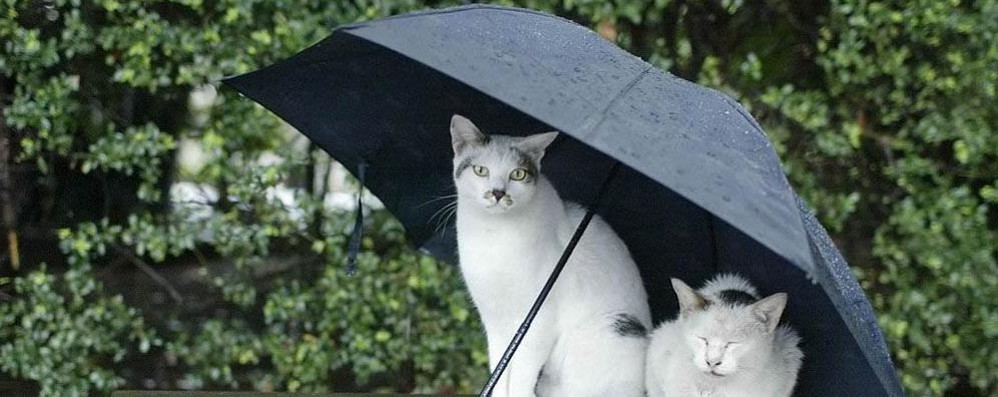 Meglio portarsi l’ombrello