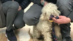 Monza, cane rubato e ritrovato a canile Monza