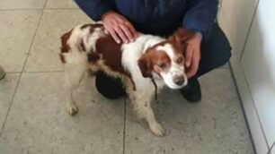Cesano Maderno, cane ritrovato da polizia locale