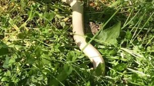 Serpente al parco
