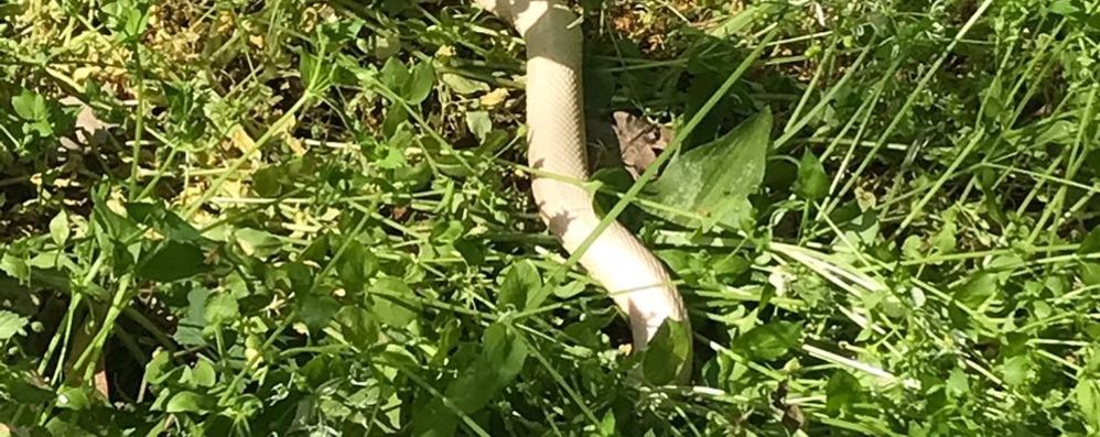 Serpente al parco