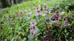 Le foto dei fiori nel parco di Monza