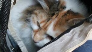 La gattina salvata