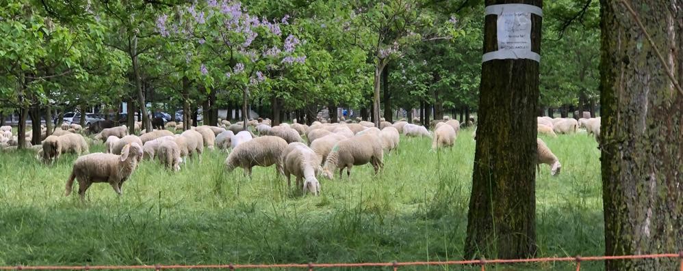Lissone pecore