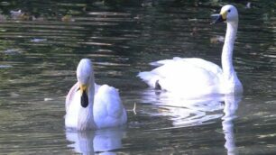 Monza Laghetto giardini reali coppia cigni