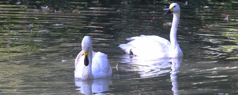 Monza Laghetto giardini reali coppia cigni