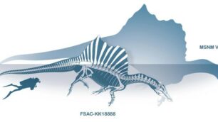 I più importanti esemplari di Spinosaurus