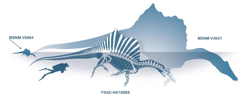 I più importanti esemplari di Spinosaurus