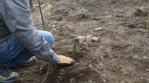 Monza Vigna via Papini Enologo durante la piantumazione barbatelle