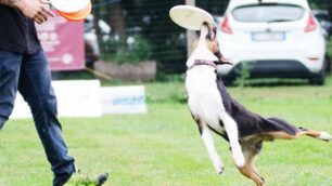 Jack Russell a Brugherio