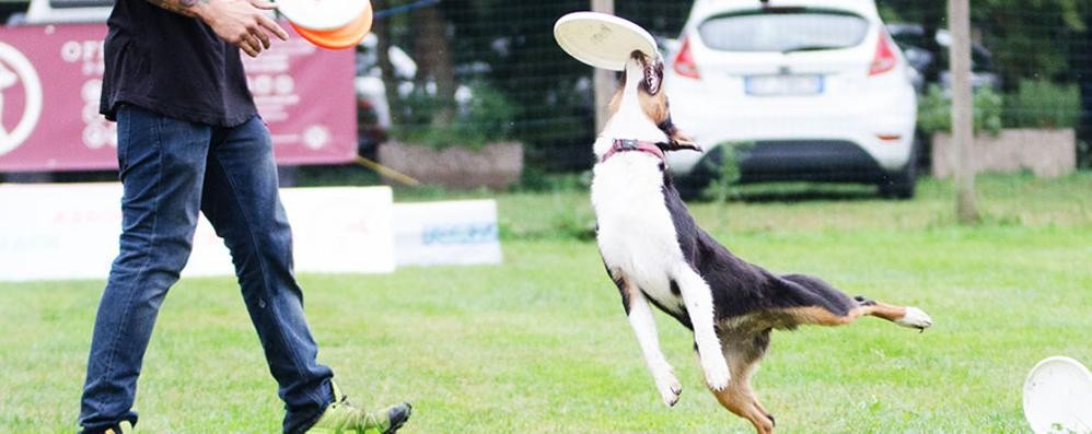 Jack Russell a Brugherio