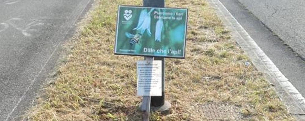 Desio, tagliati i fiori piantati dal gruppo abbracciebaci