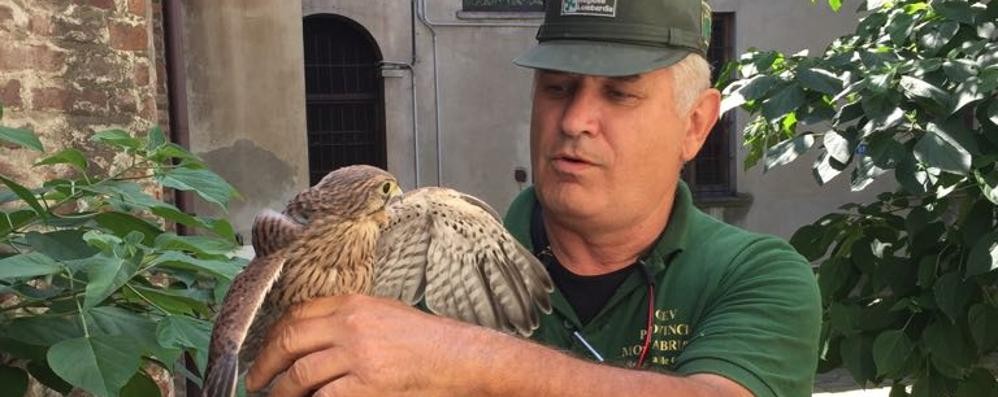 Monza, la Gev  al Cittadino per recuperare il gheppio ferito