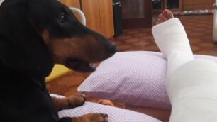 Arcore, la cagnolina accanto alla sua proprietaria ferita