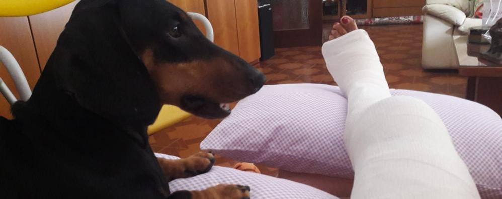 Arcore, la cagnolina accanto alla sua proprietaria ferita