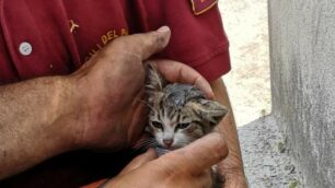 Carate Brianza: i vigili del fuoco salvano un gattino intrappolato in un’auto fuori dalla scuola Da Vinci