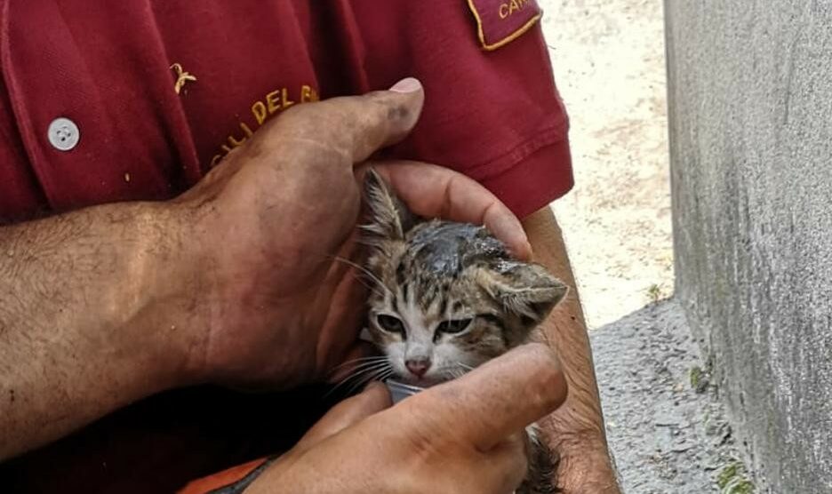 Carate Brianza: i vigili del fuoco salvano un gattino intrappolato in un’auto fuori dalla scuola Da Vinci
