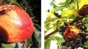 Un frutto prima e dopo l’attacco della Popillia Japonica