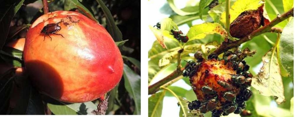 Un frutto prima e dopo l’attacco della Popillia Japonica