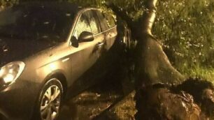 Alberi caduti per il maltempo a Senago