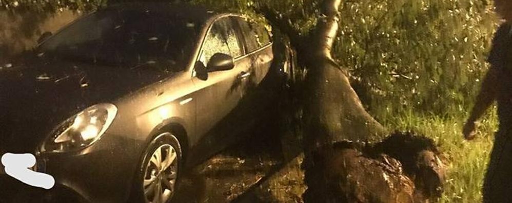 Alberi caduti per il maltempo a Senago