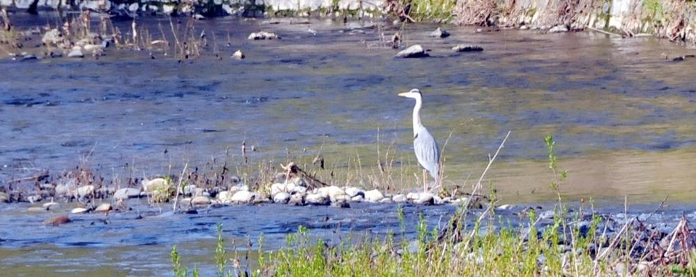 Un airone nel Parco Valle del Lambro