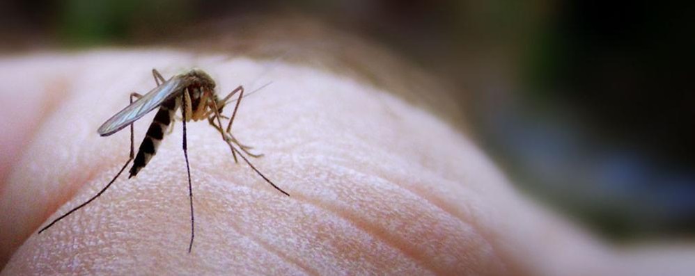 Una zanzara: a Monza è prevista una disinfestazione straordinaria