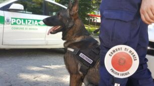 Monza cane antidroga polizia locale Narco