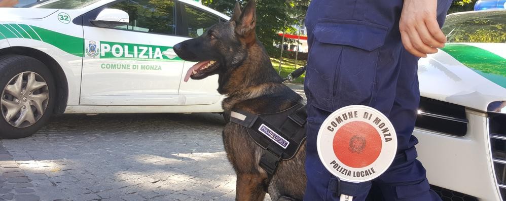 Monza cane antidroga polizia locale Narco