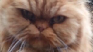 Gatto Carate Brianza