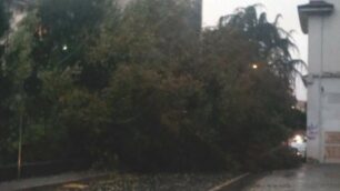 Monza albero caduto via San Gottardo - foto di un lettore