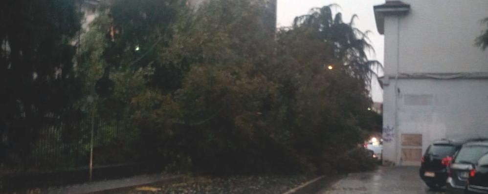 Monza albero caduto via San Gottardo - foto di un lettore