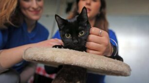 Monza: i gatti neri non vengono bene in foto? La risposta dei lettori