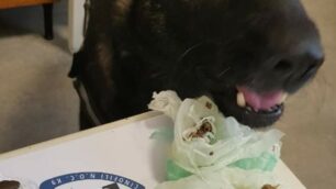 Monza, il cane Narco colpisce ancora: trova 38 grammi di droga in via Manara