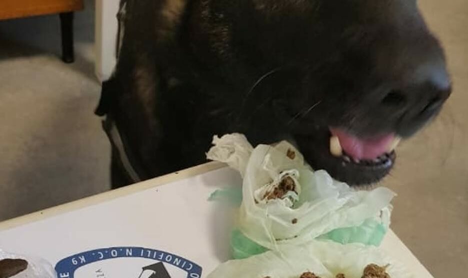 Monza, il cane Narco colpisce ancora: trova 38 grammi di droga in via Manara