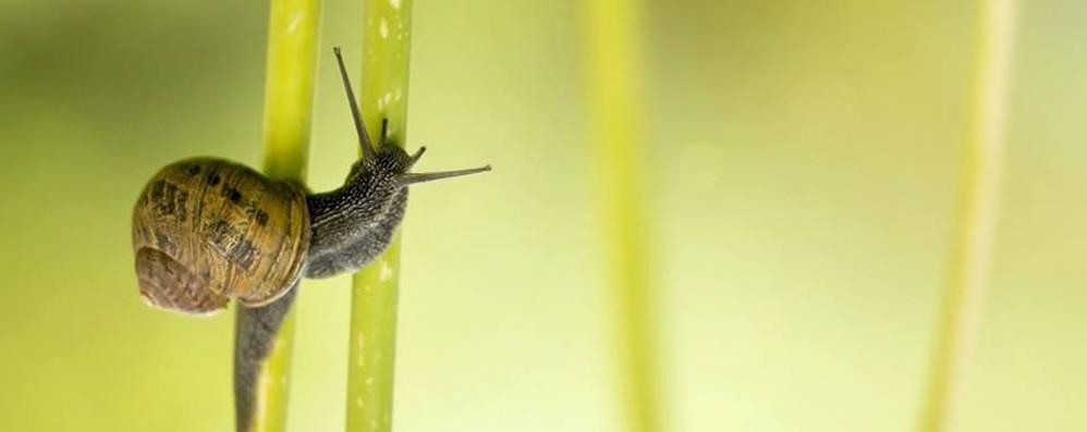 La chiocciola è il simbolo di Slow Food