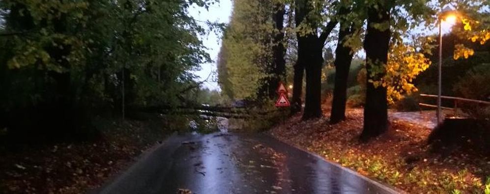 Albero caduto a Triuggio