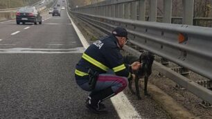 Statale 36, Briosco: polizia stradale soccorre cane corso, verrà restituito in poche ore alla famiglia che aveva lanciato un appello per trovarlo mandando foto anche al CittadinoMB