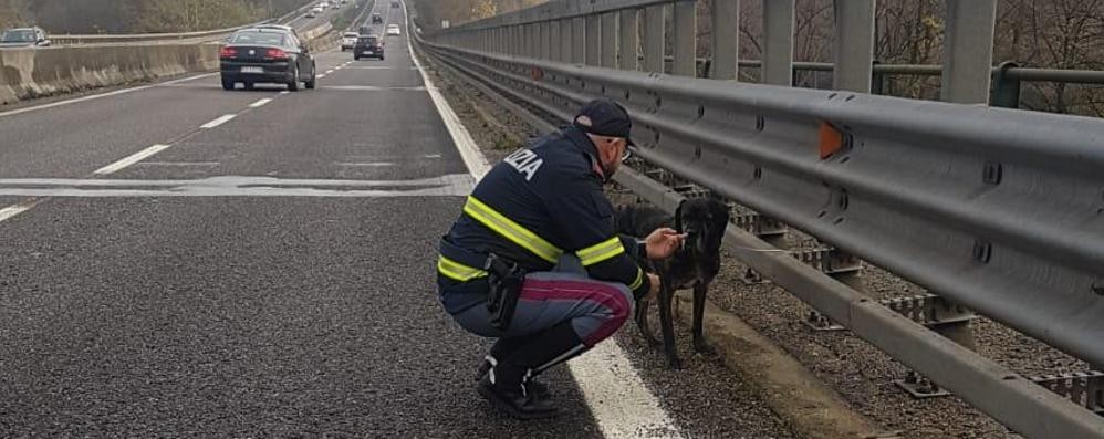 Statale 36, Briosco: polizia stradale soccorre cane corso, verrà restituito in poche ore alla famiglia che aveva lanciato un appello per trovarlo mandando foto anche al CittadinoMB