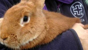 Un coniglio recuperato da volontari Enpa