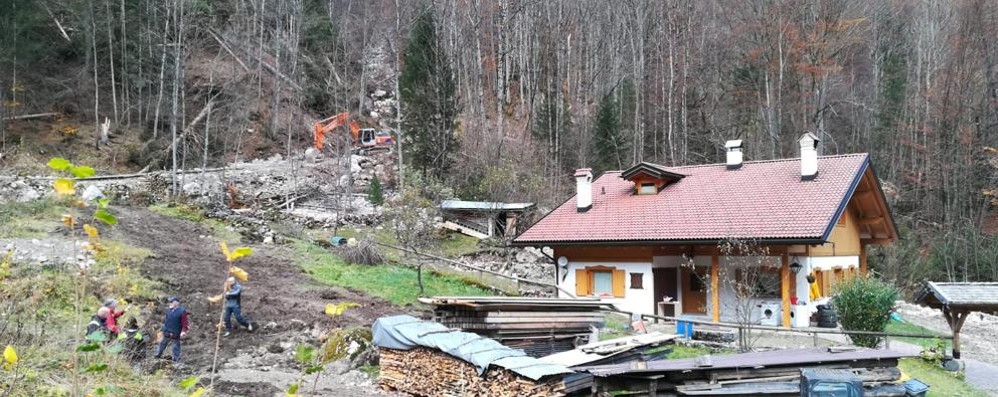 Monza, punte di abete