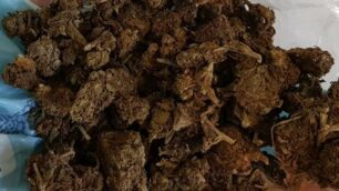 Marijuana pronta per lo spaccio