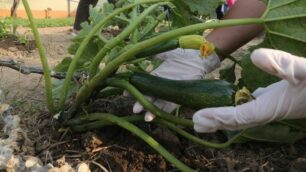Zucchine nell’orto
