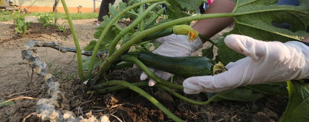 Zucchine nell’orto