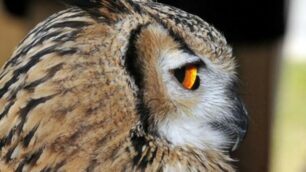 Un rapace che abita nella zona del Parco Valle Lambro