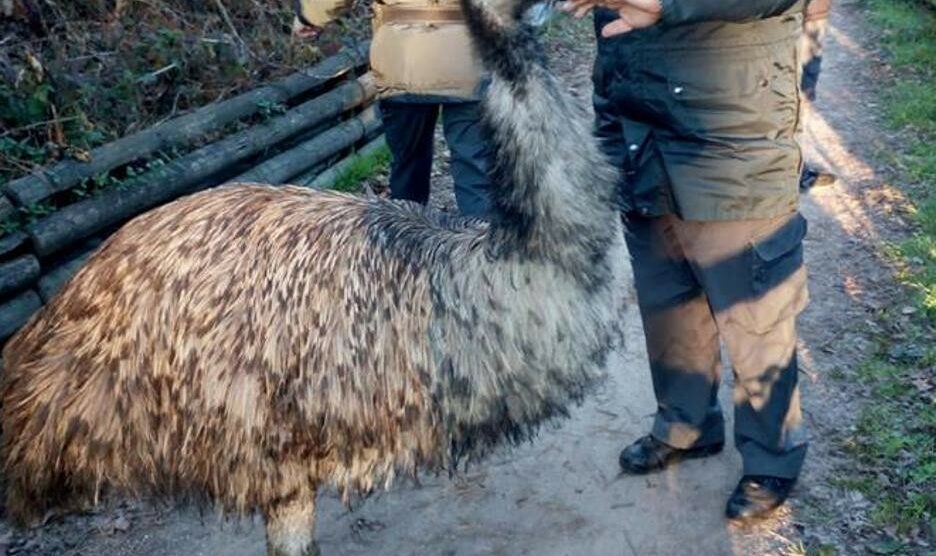 In fuga da Limbiate,  ritrovato a Senago: un emu a spasso lungo il canale Villoresi